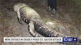 Deadly Alligator Attack: Florida Woman Narrowly Escapes with Her Life