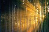 Shining Light Through Jude Bellingham Foundation